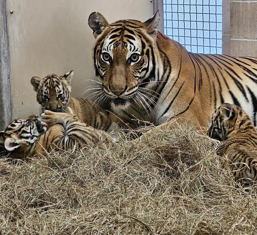Tastings with Tigers 2